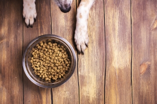 Bowl of dry kibble dog food and dog's paws and nose over grunge wooden floor