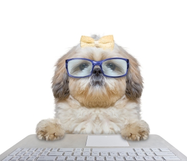Cute dog in glasses working on the computer -- isolated on white